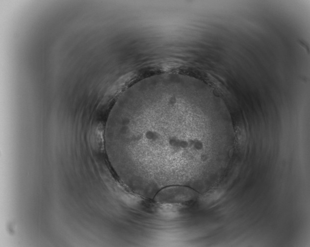 X0000099540527200805231130