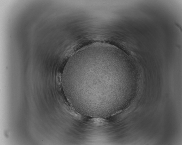 X0000099540528200805231130