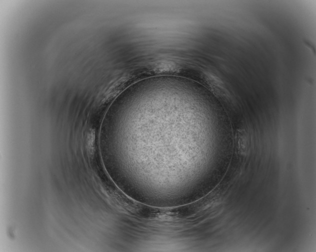 X0000099540550200805231129