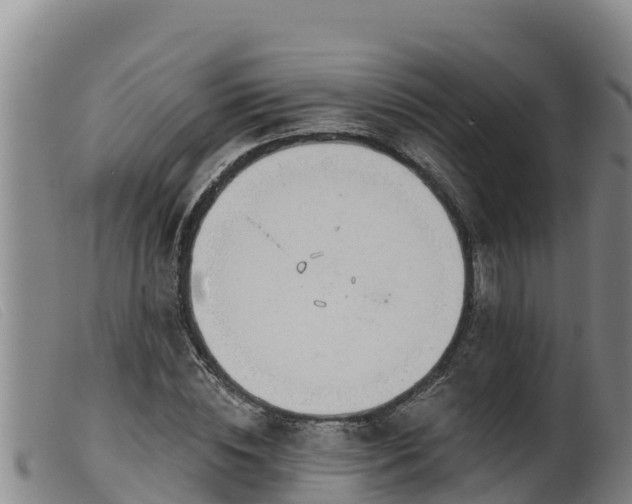 X0000099540828200805231125