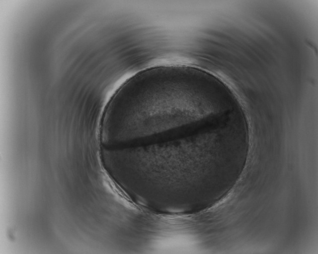 X0000099540864200805231125