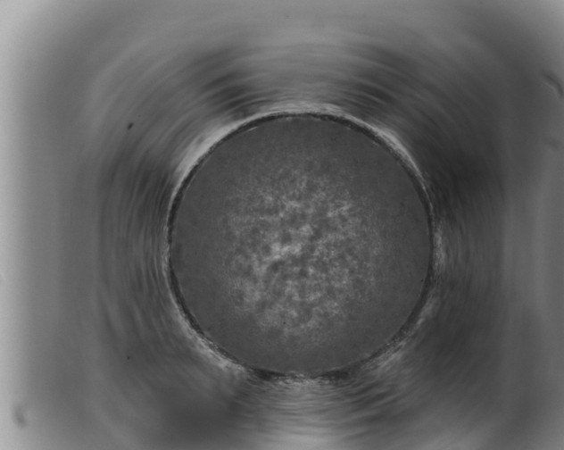 X0000099540895200805231124