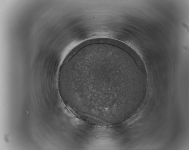 X0000099541104200805231120