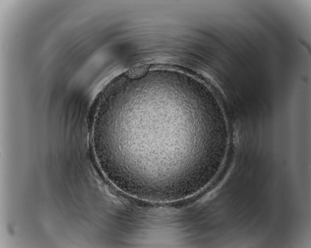 X0000099541117200805231120