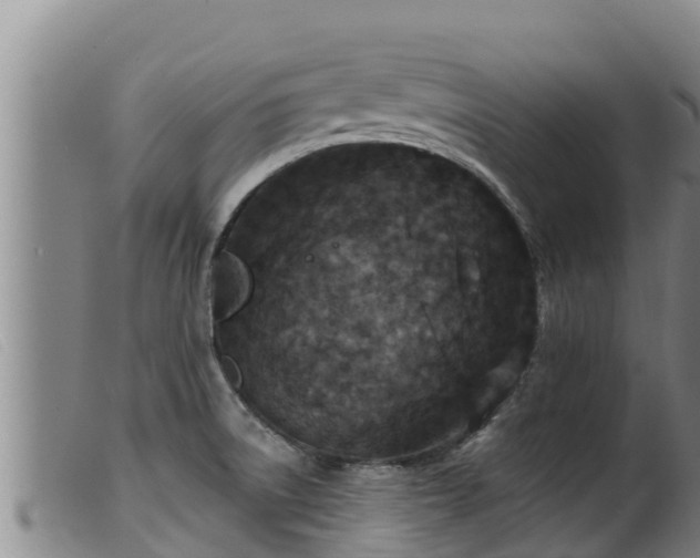 X0000099541522200805231114