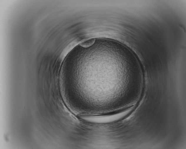 X0000099541529200805231114