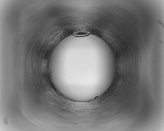 X0000099540034200805301509