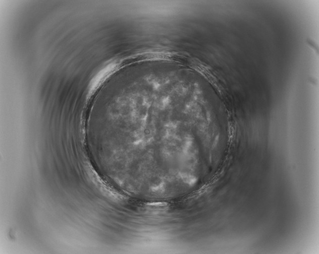 X0000099540053200805301509