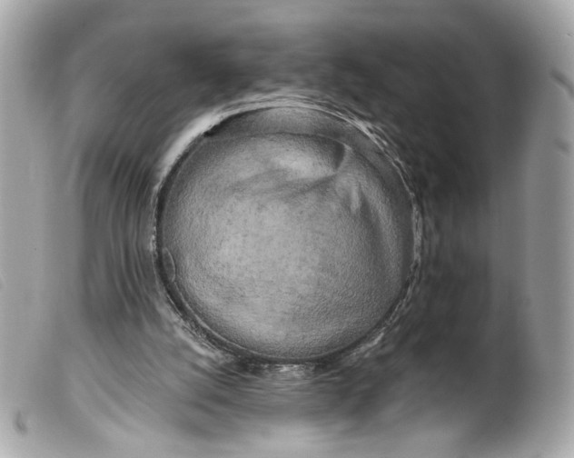 X0000099540056200805301509