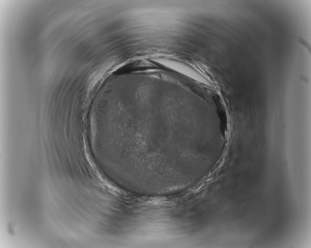 X0000099540097200805301509