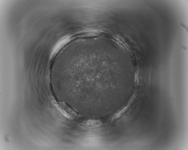 X0000099540101200805301509