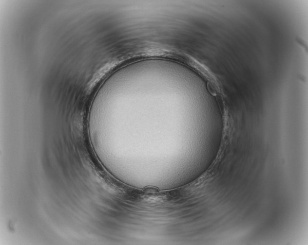 X0000099540155200805301507