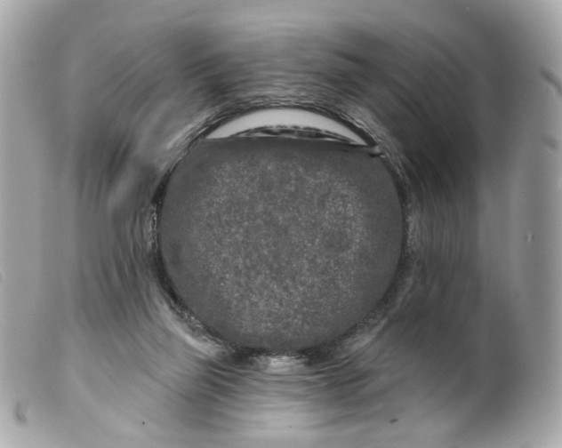 X0000099540165200805301508