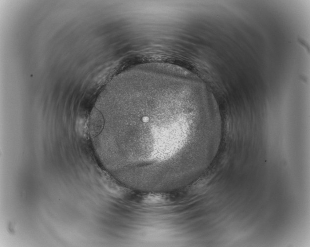 X0000099540177200805301508