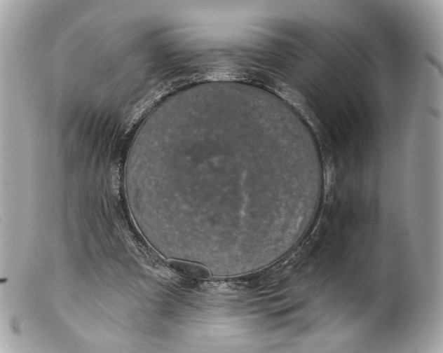 X0000099540297200805301506