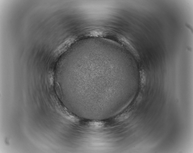 X0000099540313200805301506