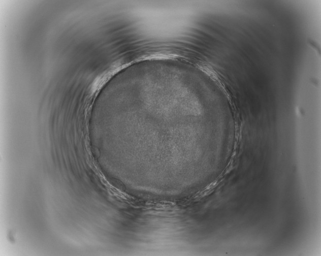 X0000099540337200805301505