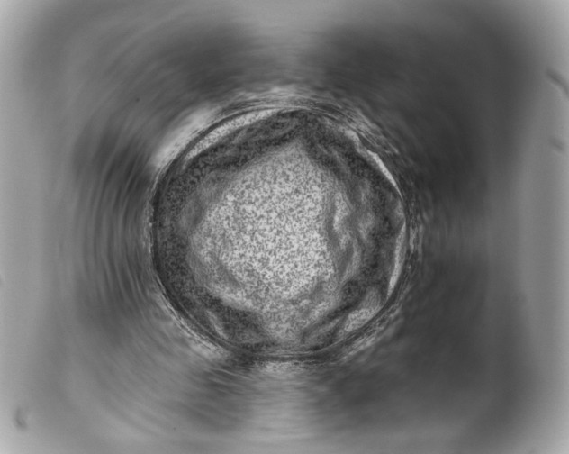 X0000099540341200805301505