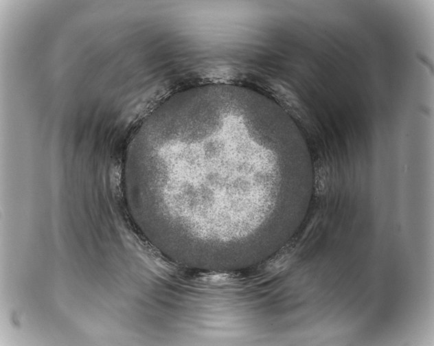 X0000099540365200805301505