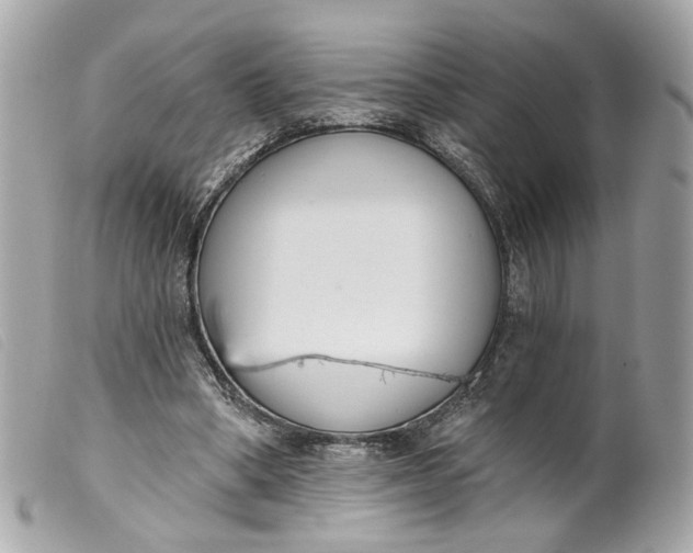 X0000099540394200805301505