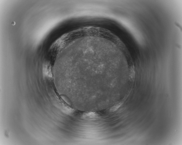 X0000099540431200805301504