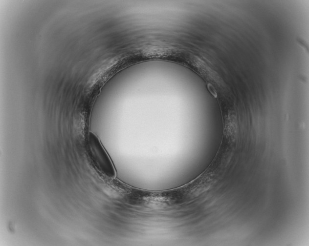 X0000099540448200805301504