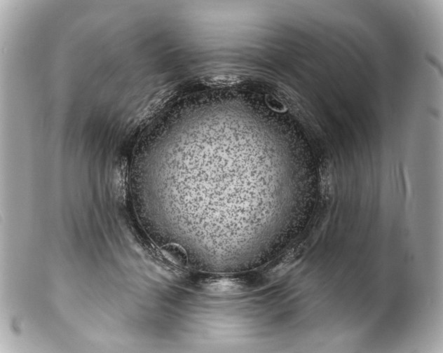 X0000099540460200805301504