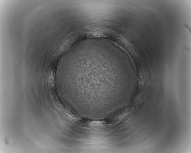 X0000099540465200805301504