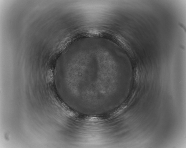 X0000099540467200805301504