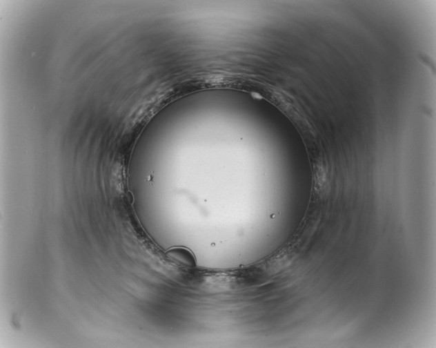 X0000099540470200805301504