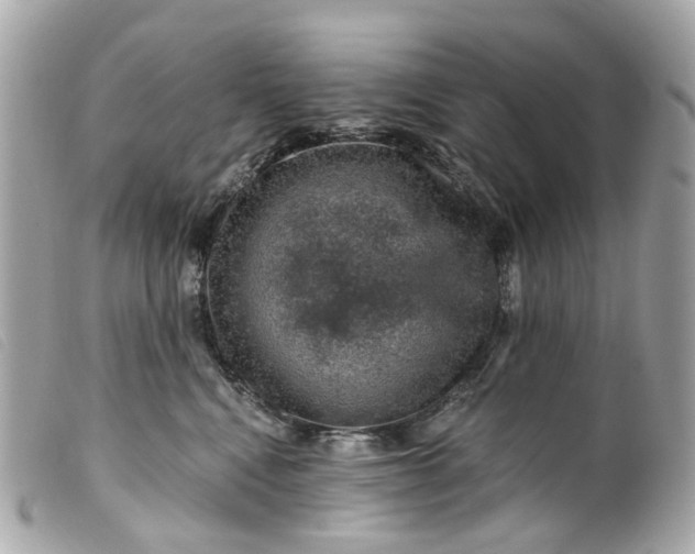 X0000099540472200805301504