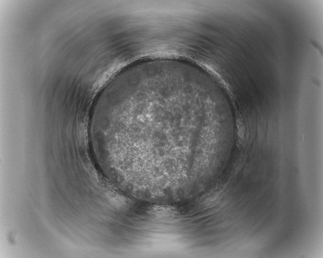 X0000099540487200805301503