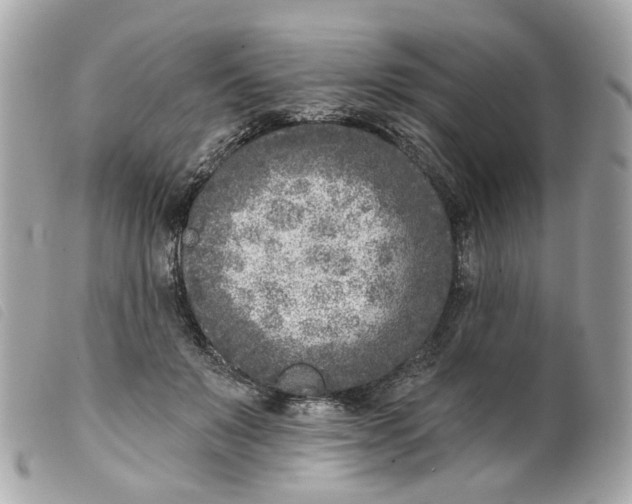 X0000099540503200805301503