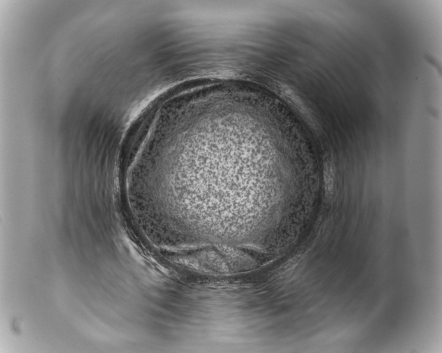 X0000099540532200805301502