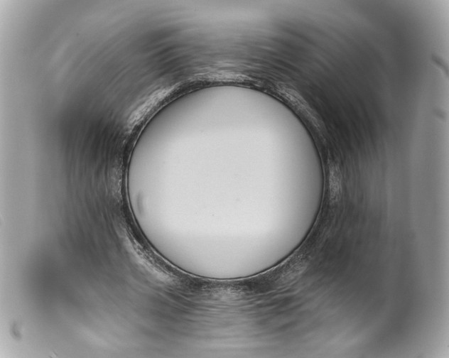 X0000099540533200805301502