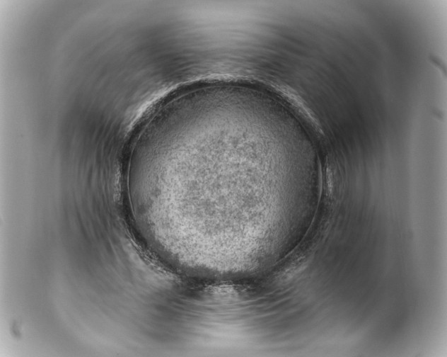 X0000099540588200805301502