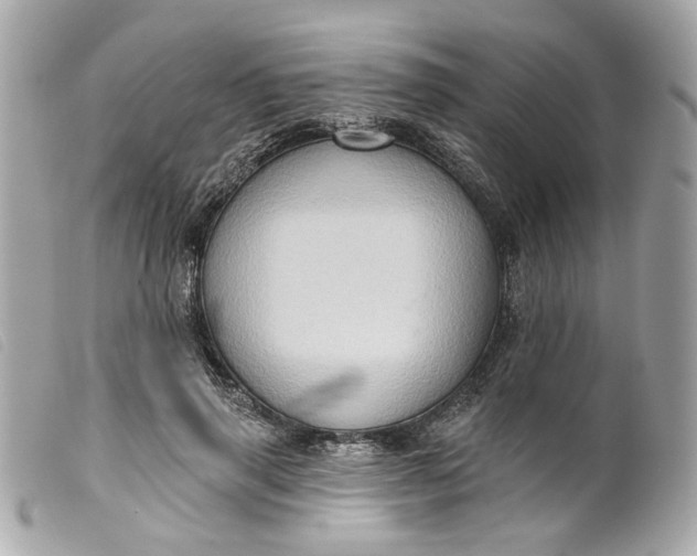 X0000099540645200805301501