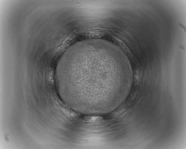 X0000099540663200805301501