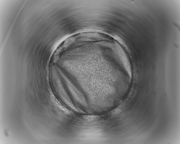 X0000099540854200805301459