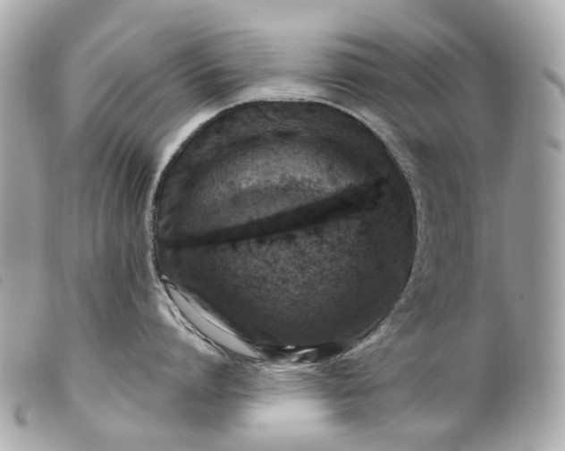 X0000099540864200805301459