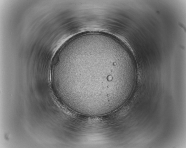 X0000099540887200805301458