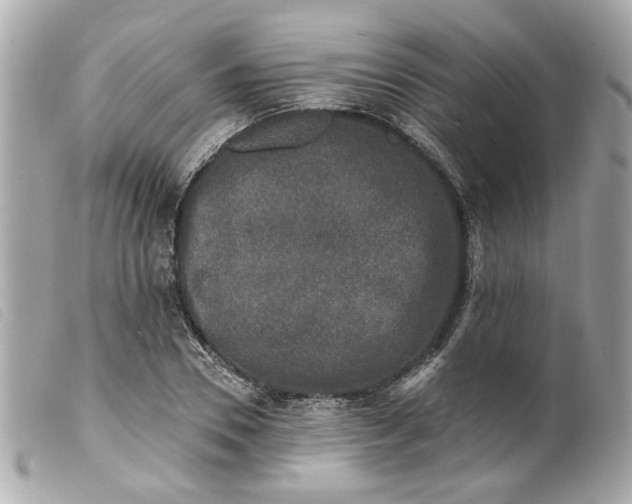 X0000099540930200805301457