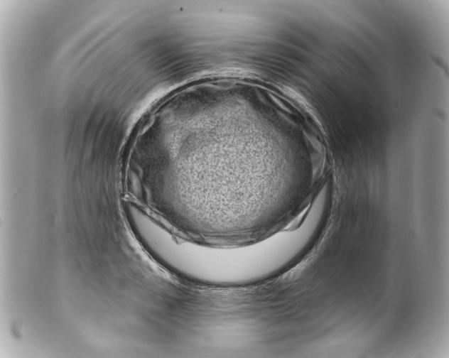 X0000099540989200805301457