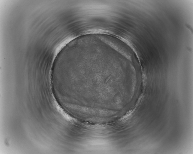 X0000099540995200805301457