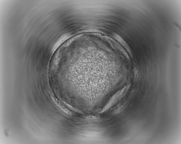 X0000099541002200805301457