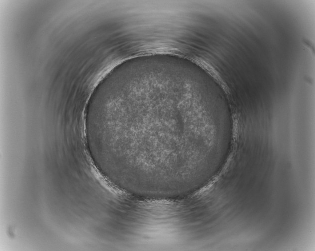 X0000099541031200805301456