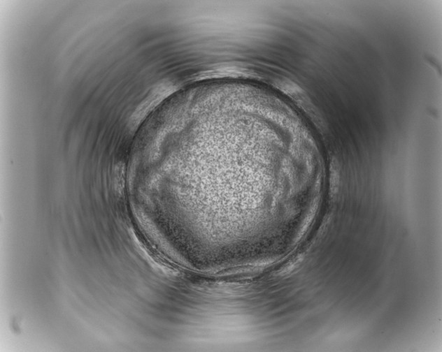 X0000099541233200805301454