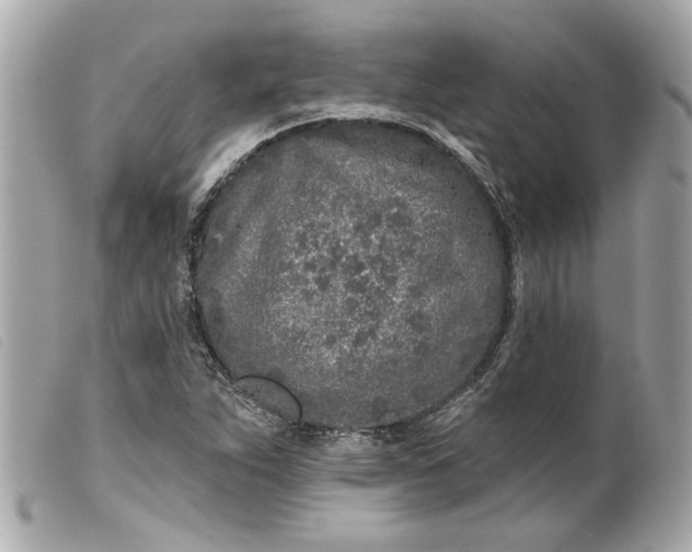 X0000099541263200805301453