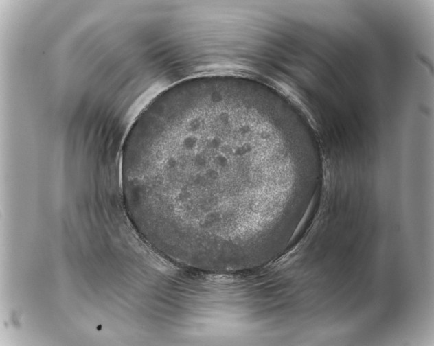 X0000099541275200805301453