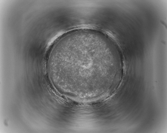 X0000099541310200805301452